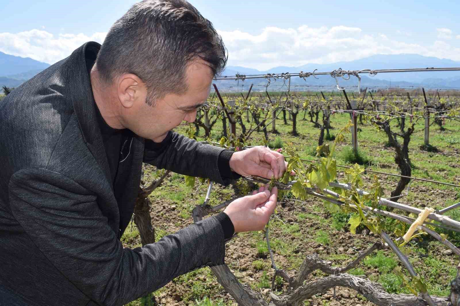 Alaşehir’de üzüm bağlarını soğuk vurdu
