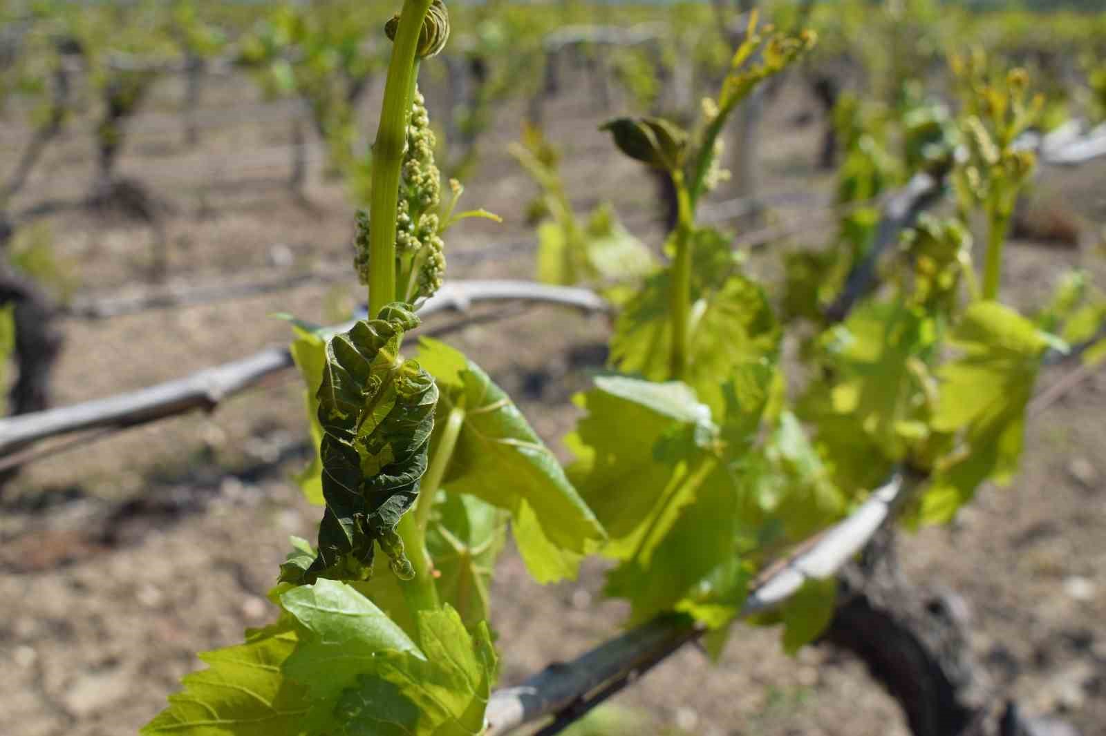 Alaşehir&rsquo;de &uuml;z&uuml;m bağlarını soğuk vurdu
