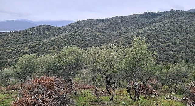 Sinop’ta Delice zeytin ağaçları ekonomik değere dönüşüyor