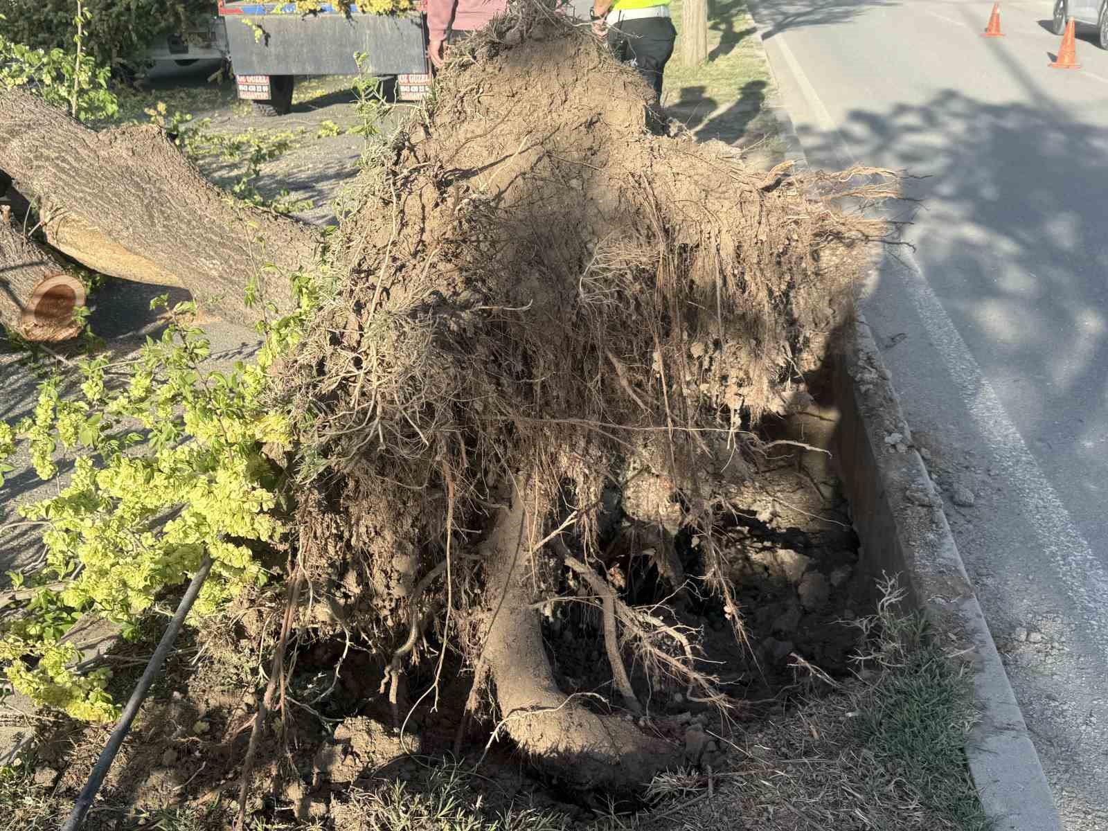 Iğdır&rsquo;da seyir halindeki aracın &uuml;zerine ağa&ccedil; devrildi, s&uuml;r&uuml;c&uuml; yaralandı
