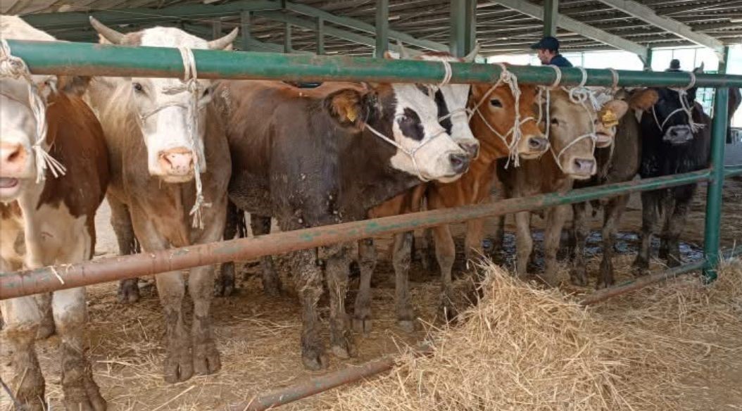 Tavşanlı Hayvan Pazarı yeniden açıldı