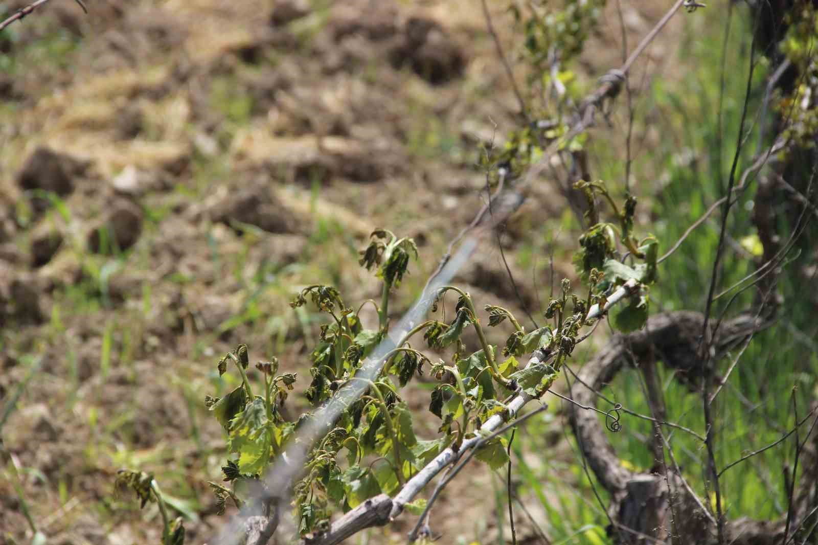 Manisa’da don afeti üzüm bağlarına büyük zarar verdi