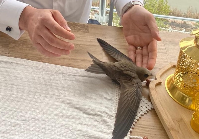 Amasya’da ebabil kuşu AK Parti il başkanının evine misafir oldu