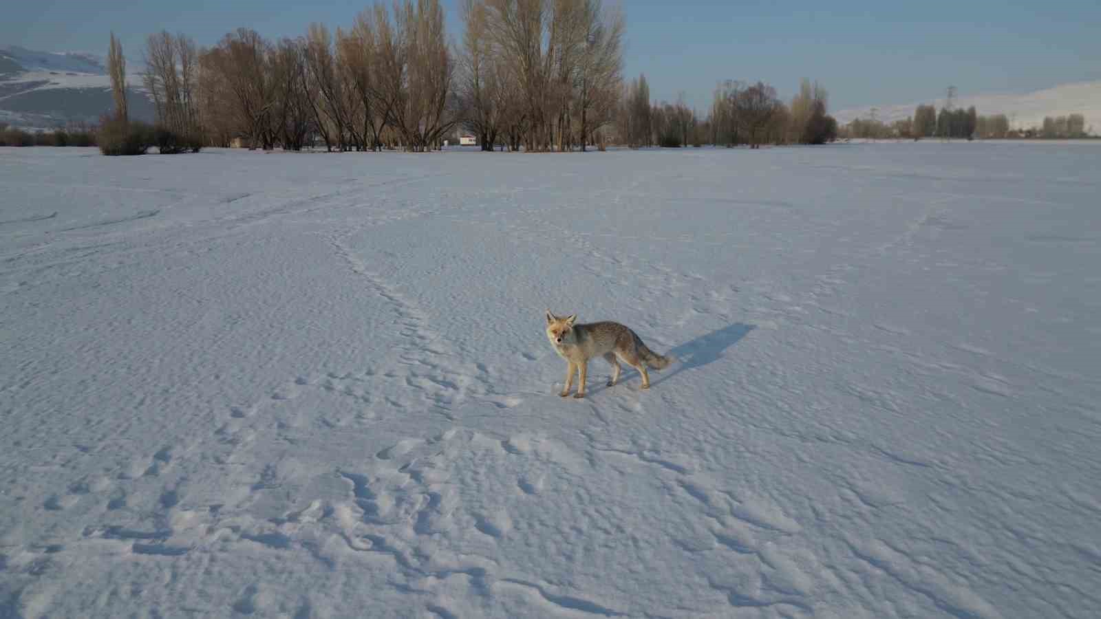 Kızıl tilkinin dron ile imtihanı
