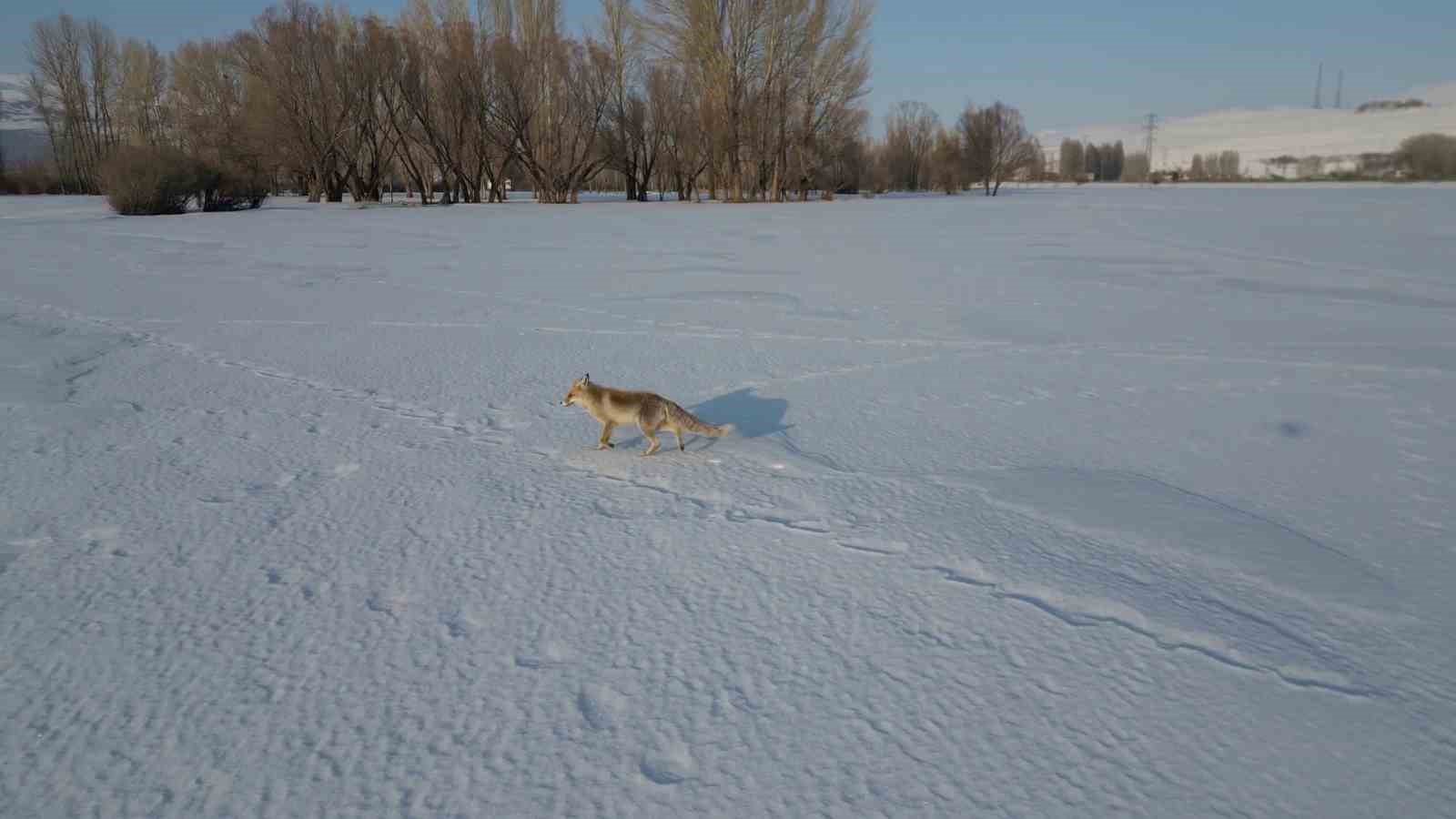 Kızıl tilkinin dron ile imtihanı
