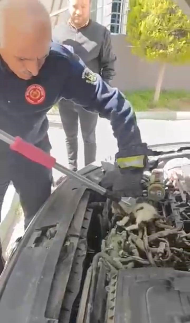 Kedinin otomobilin motor kısmında doğurduğu yavruları kurtarıldı
