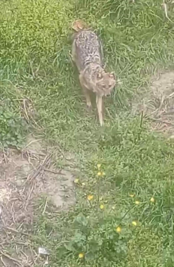 İlçe merkezine kadar inen tilkiyi her gün besliyor