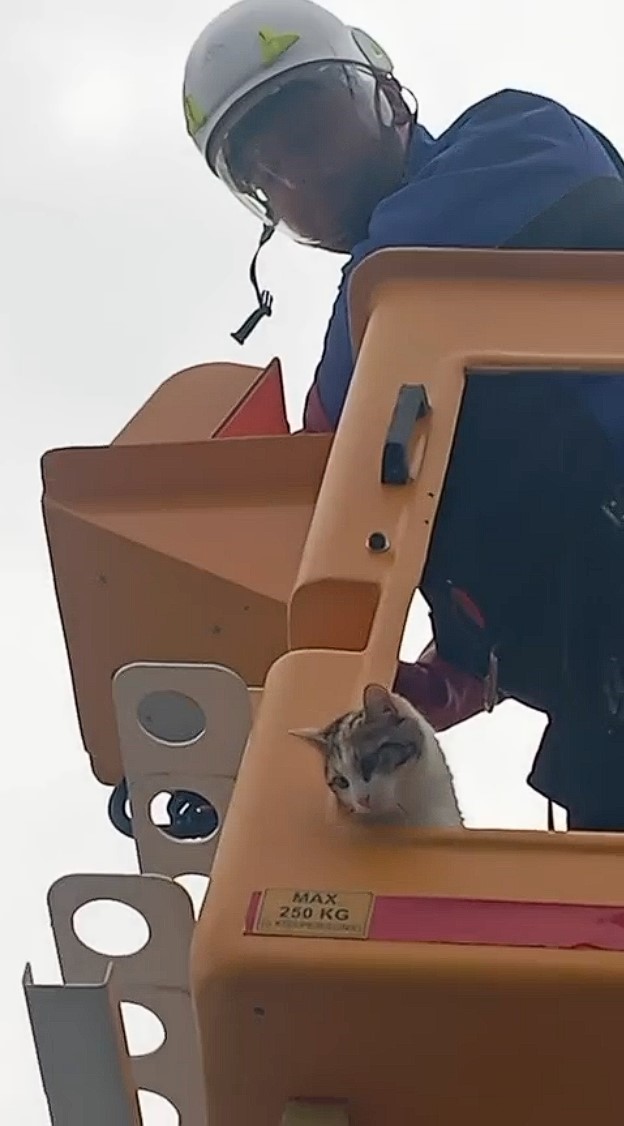 Elektrik direğinde mahsur kalan kedi kurtarıldı