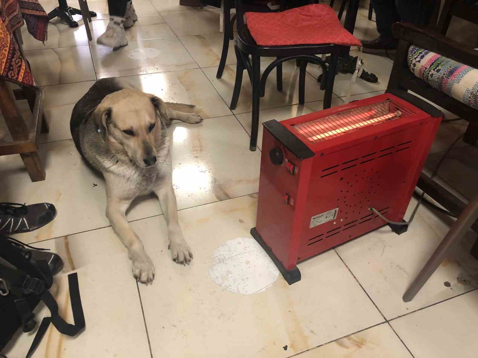 Kar ve soğuktan kaçan köpek çay ocağındaki ısıtıcının yanına uzandı