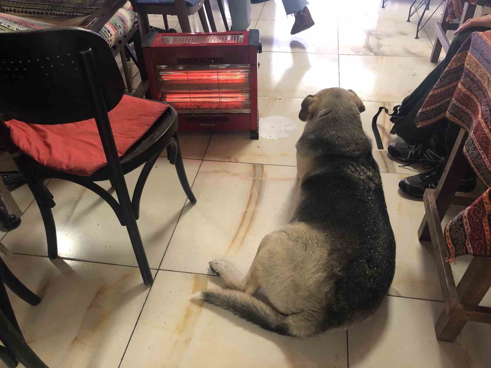 Kar ve soğuktan ka&ccedil;an k&ouml;pek &ccedil;ay ocağındaki ısıtıcının yanına uzandı
