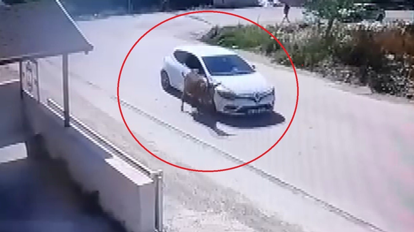 Yol artasındaki eşeği ezdi