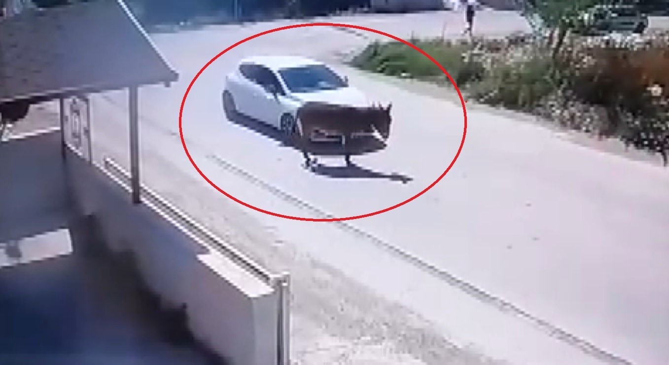 Yol artasındaki eşeği ezdi
