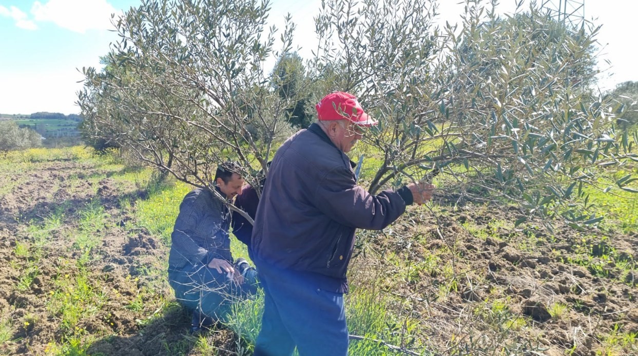 Çanakkale’de zeytin üreticilerine uygulamalı budama ve aşılama eğitimi