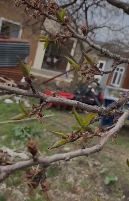 Elazığ’da kayısıyı don vurdu