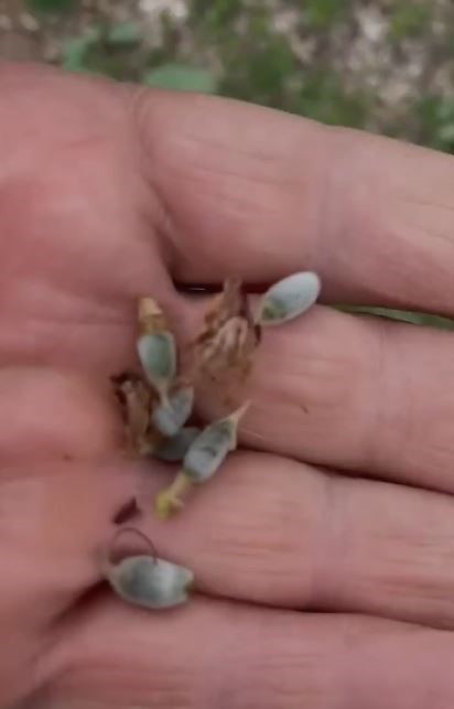 Elazığ’da kayısıyı don vurdu