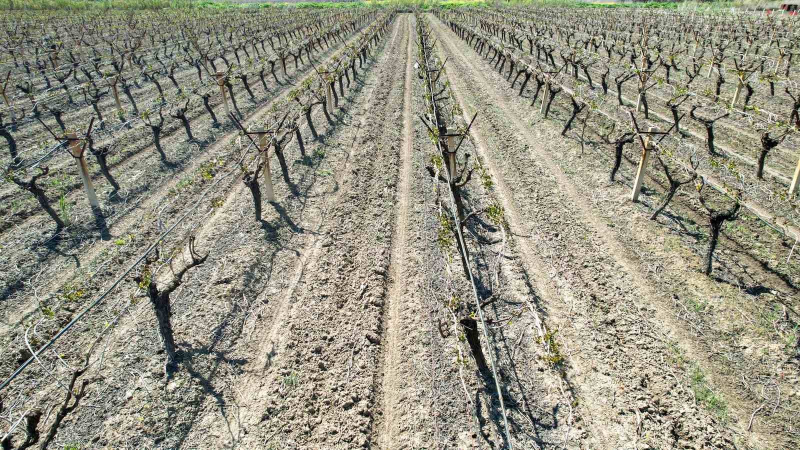 Manisalı çiftçiler için don tehlikesi devam ediyor