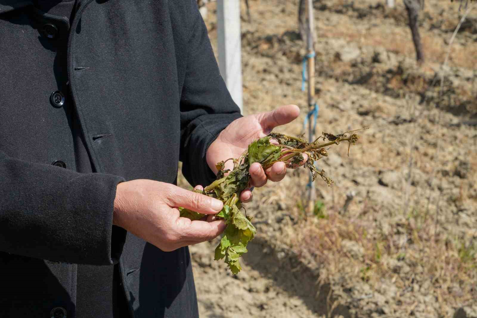 Manisalı çiftçiler için don tehlikesi devam ediyor