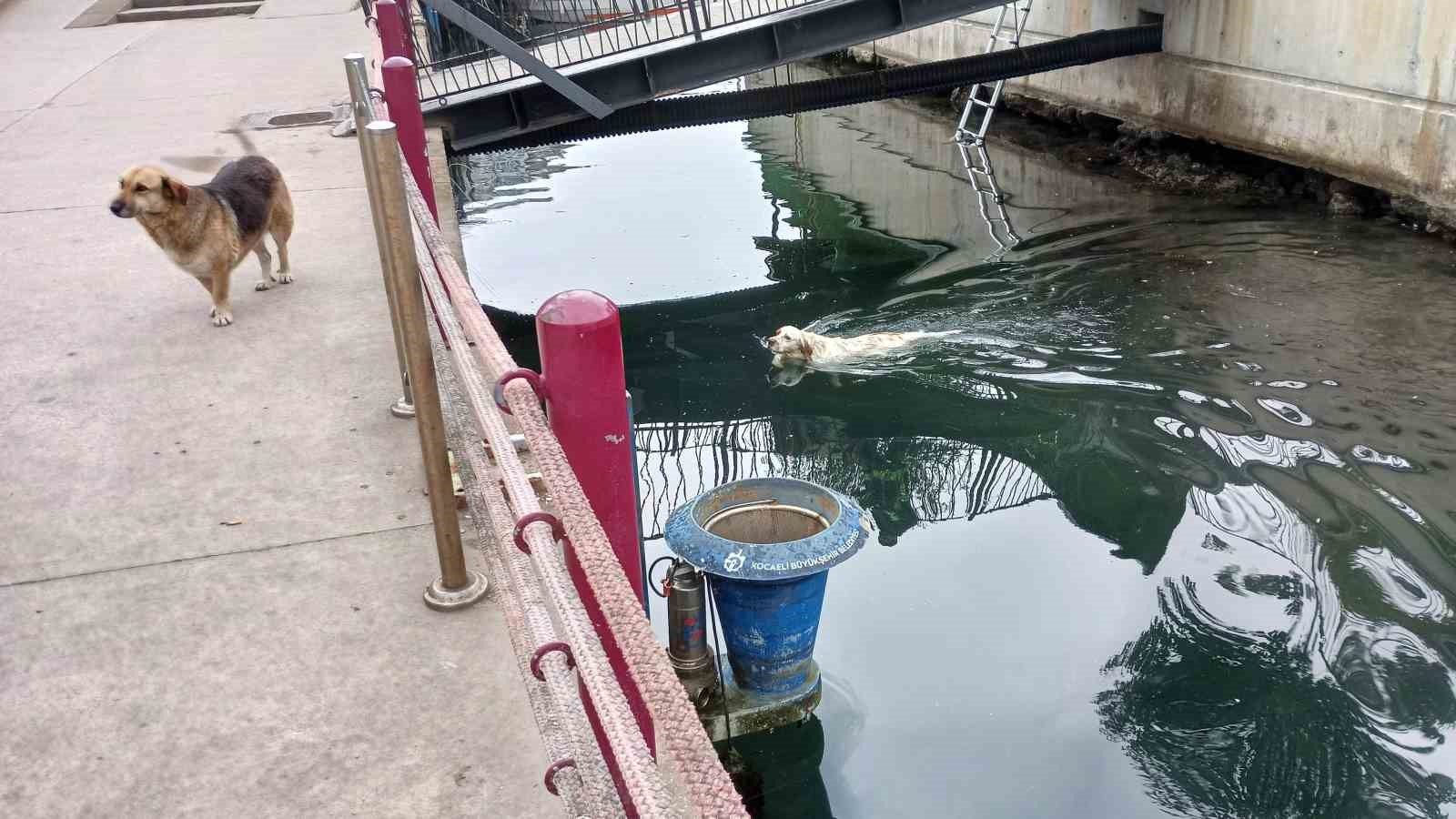 Su kanalına düşen köpek kurtarıldı