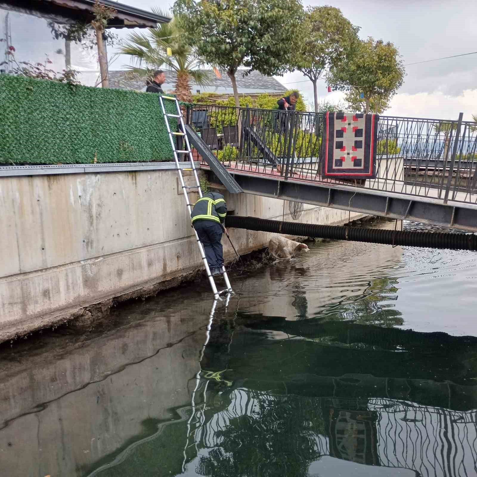Su kanalına düşen köpek kurtarıldı