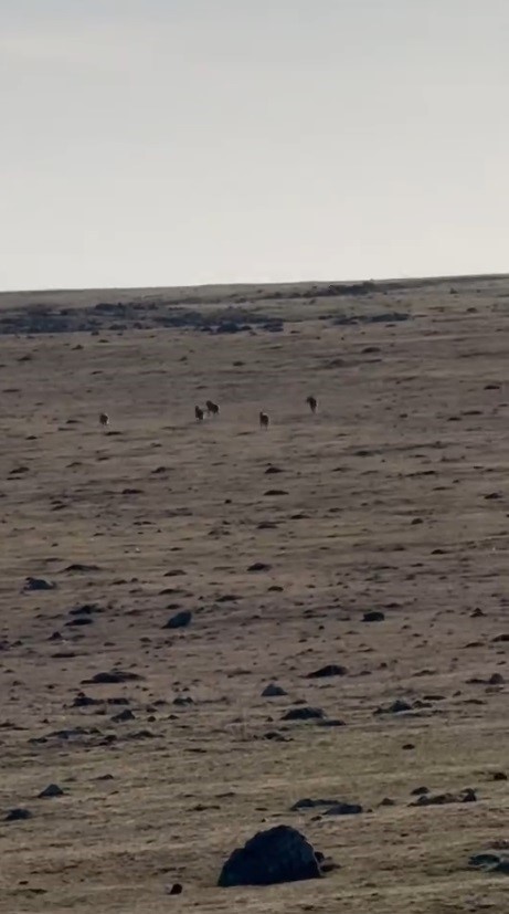 Kars’ta kurt sürüsü görüntülendi