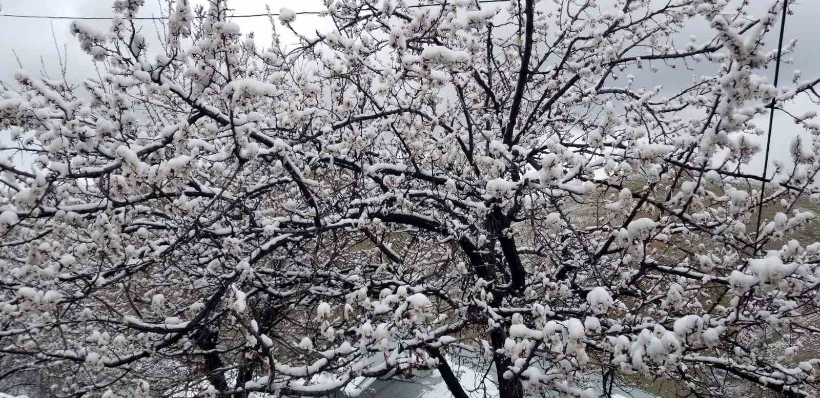 Erzincan’da çiçek açan meyve ağaçlarını don vurdu
