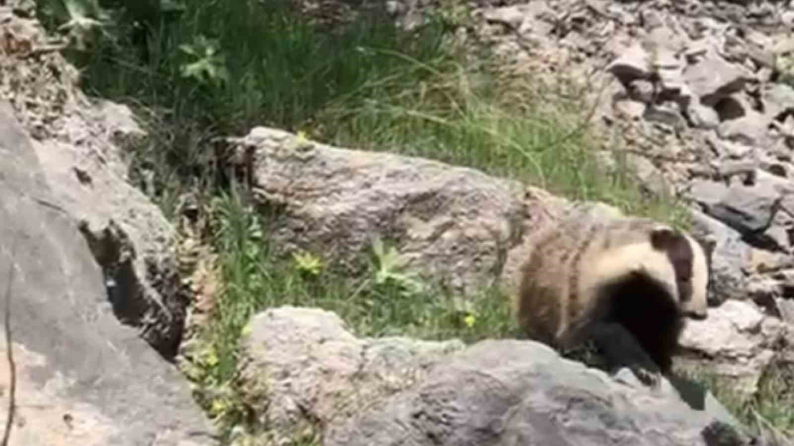 Batman’da ’porsuk’ görüntülendi