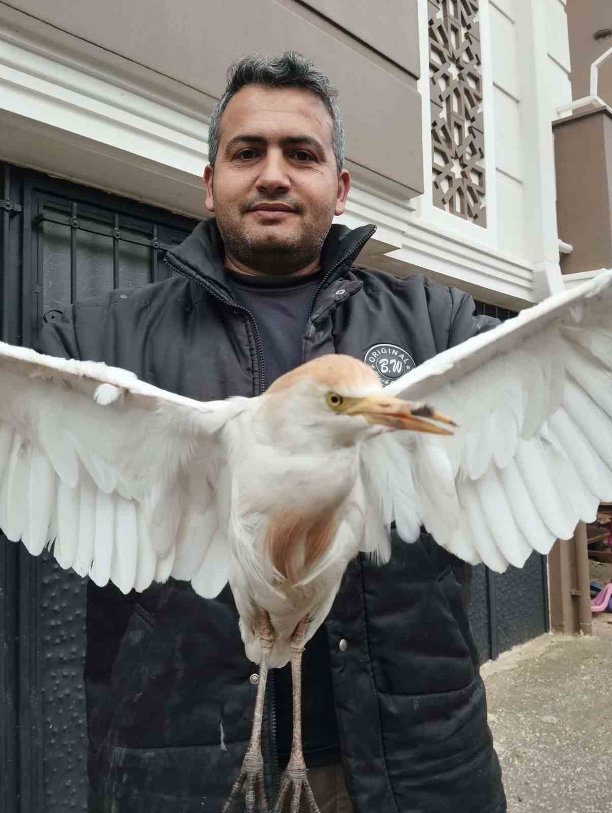 Akseki’de yaralı Sığır Balıkçıl kuşu bulundu