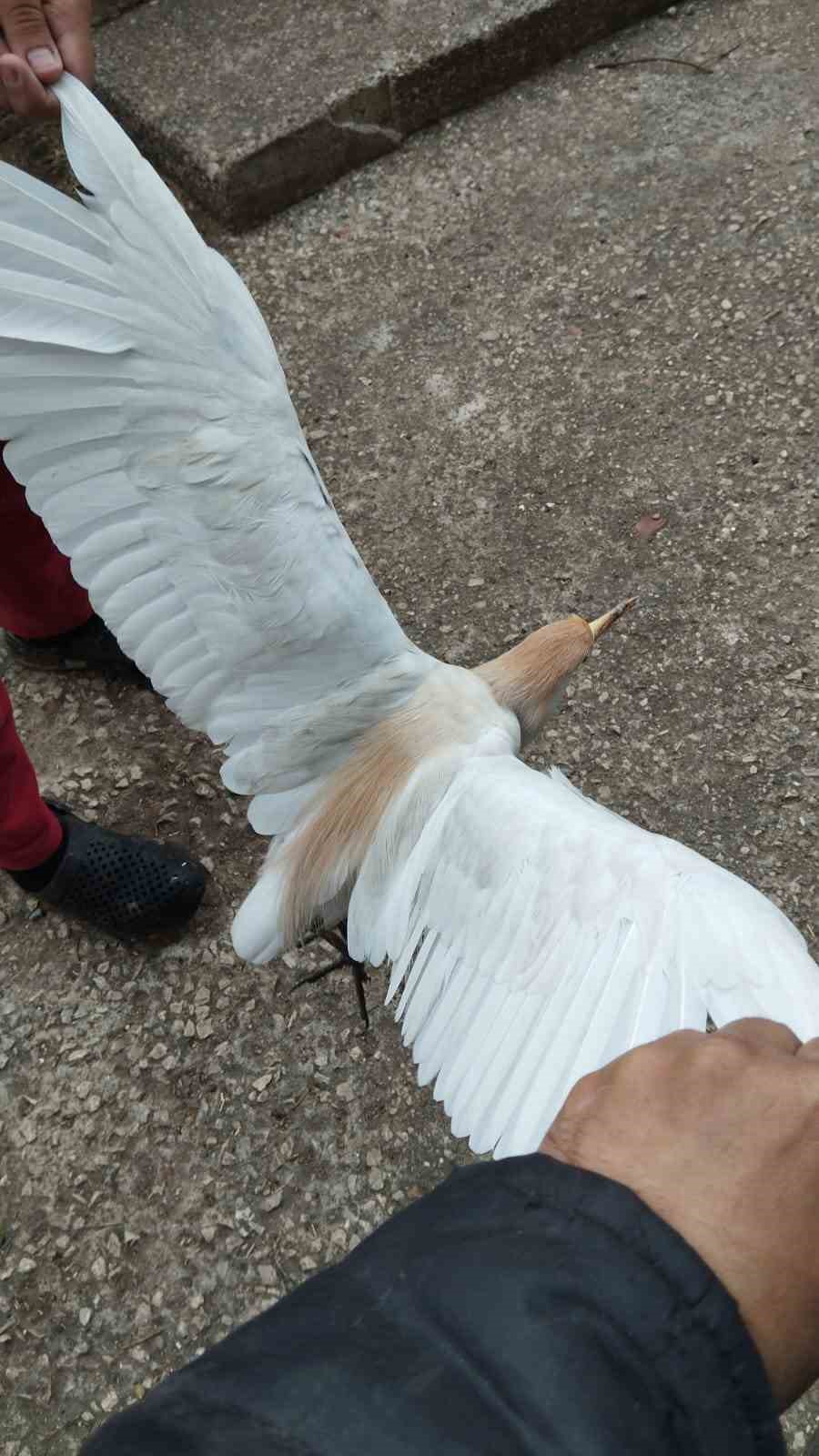 Akseki&rsquo;de yaralı Sığır Balık&ccedil;ıl kuşu bulundu
