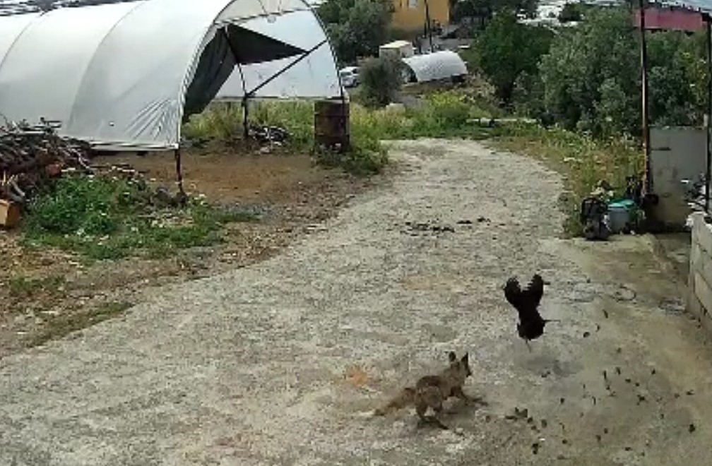 Ziyafete hazırlanan tilkiye &lsquo;k&ouml;pek&rsquo; şoku
