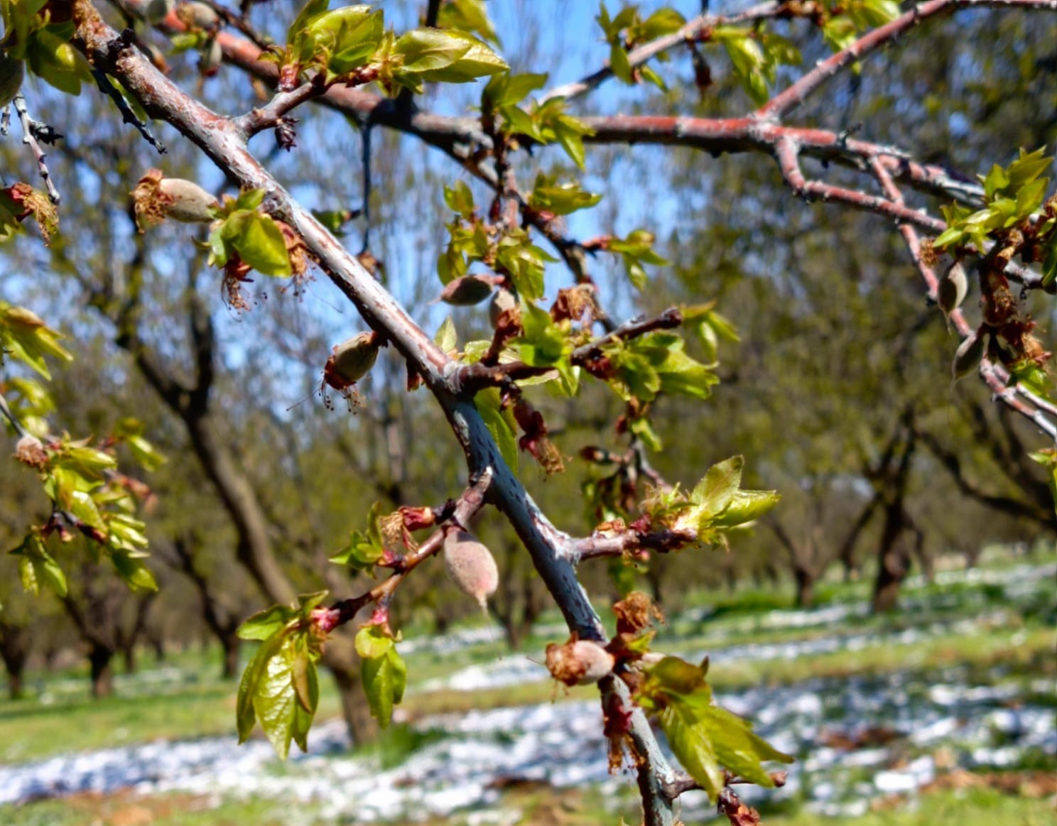 Malatya&rsquo;da kayısıyı zirai don vurdu
