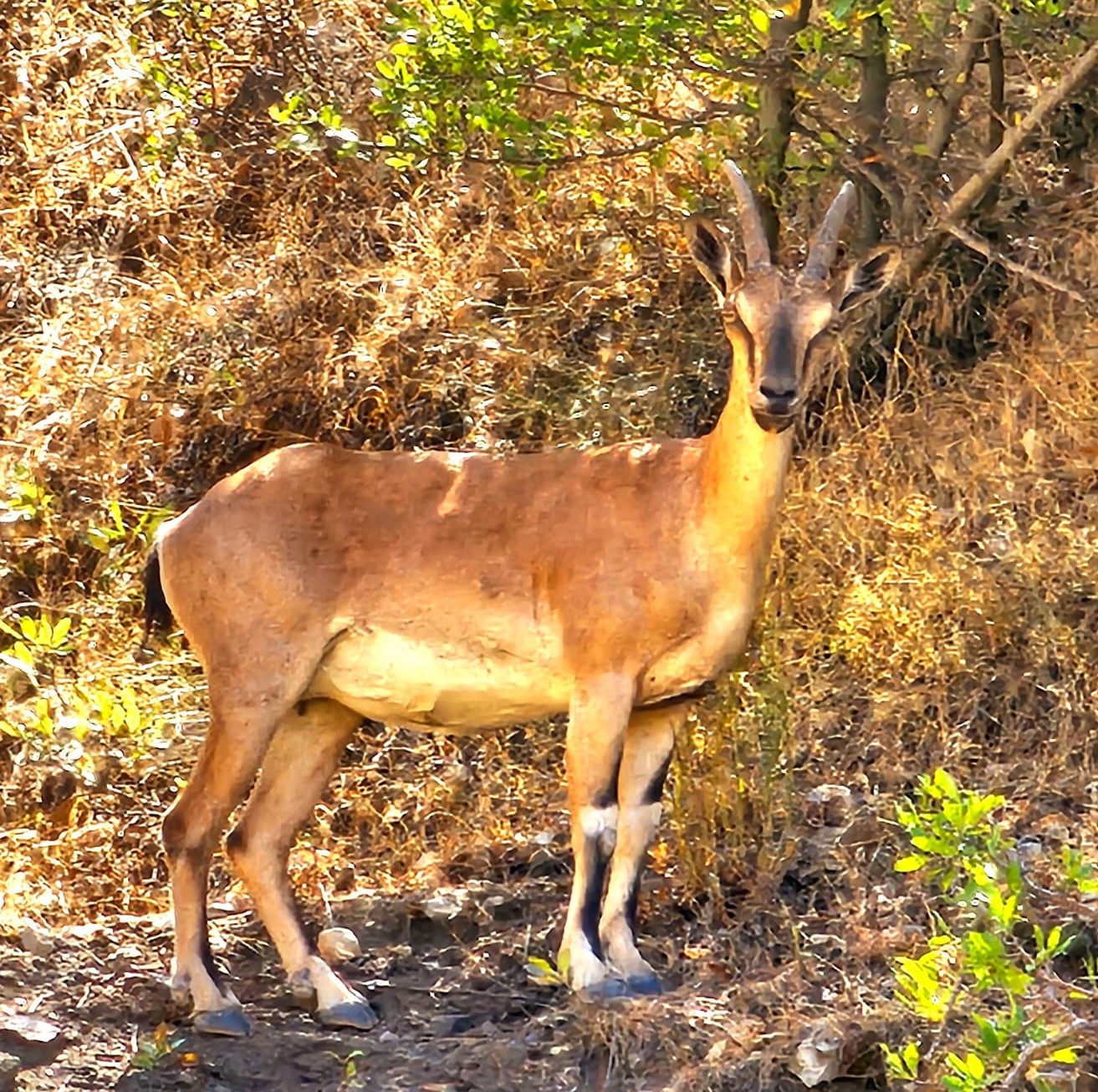 Nemrut&rsquo;taki yaban yaşamı ilgi çekmeye başladı