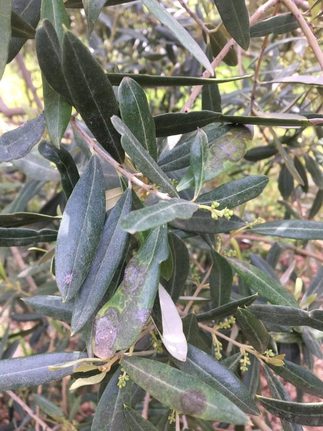 Salihli’de zeytin üreticilerine ‘halkalı leke’ uyarısı