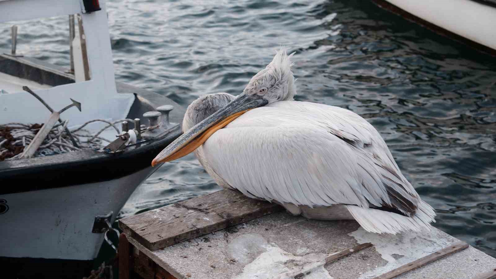 Foça, bu yaz da sevilen misafiri pelikan Tosun’u ağırlıyor