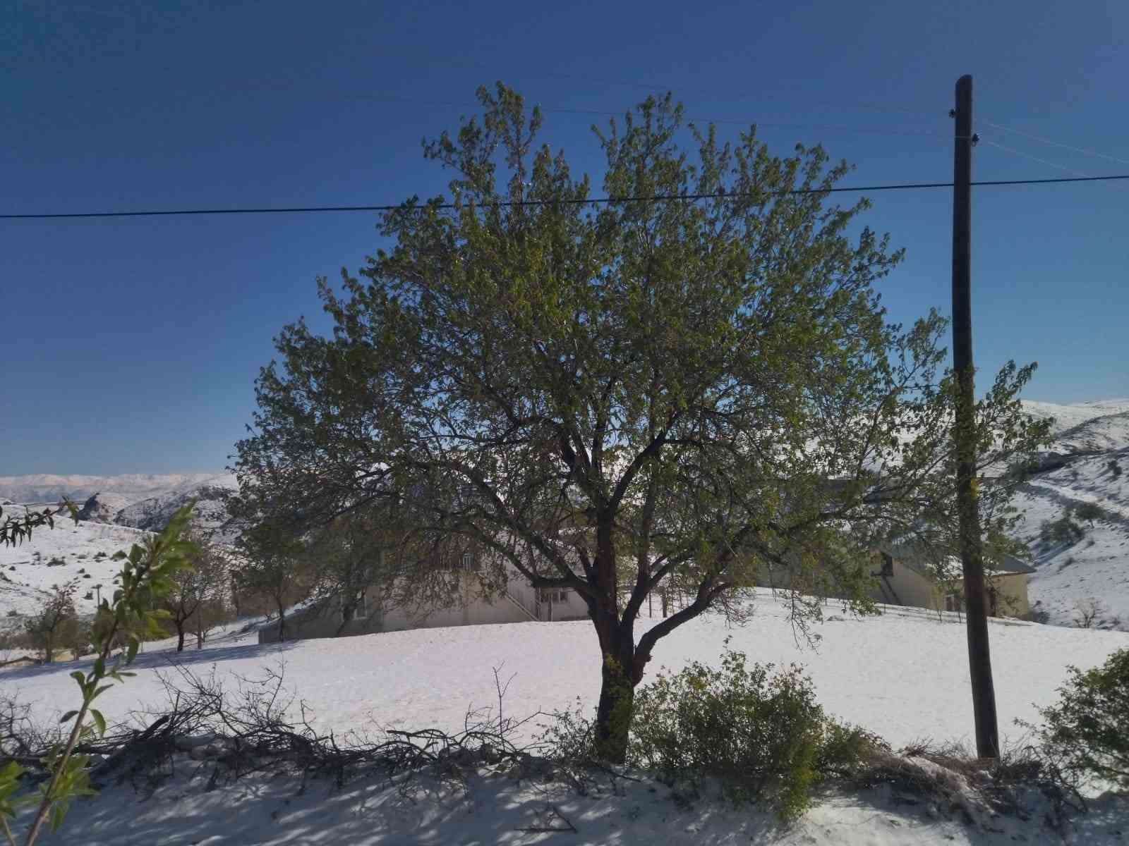 Elazığ’da kayısı, ceviz ve badem ağaçlarını ’kar’ vurdu