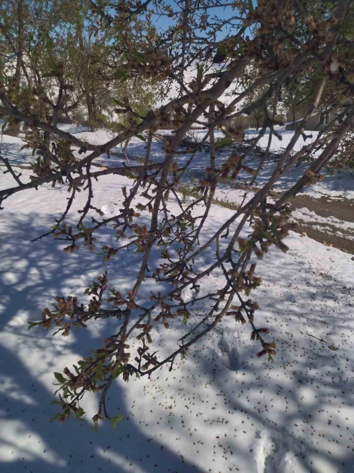 Elazığ’da kayısı, ceviz ve badem ağaçlarını ’kar’ vurdu