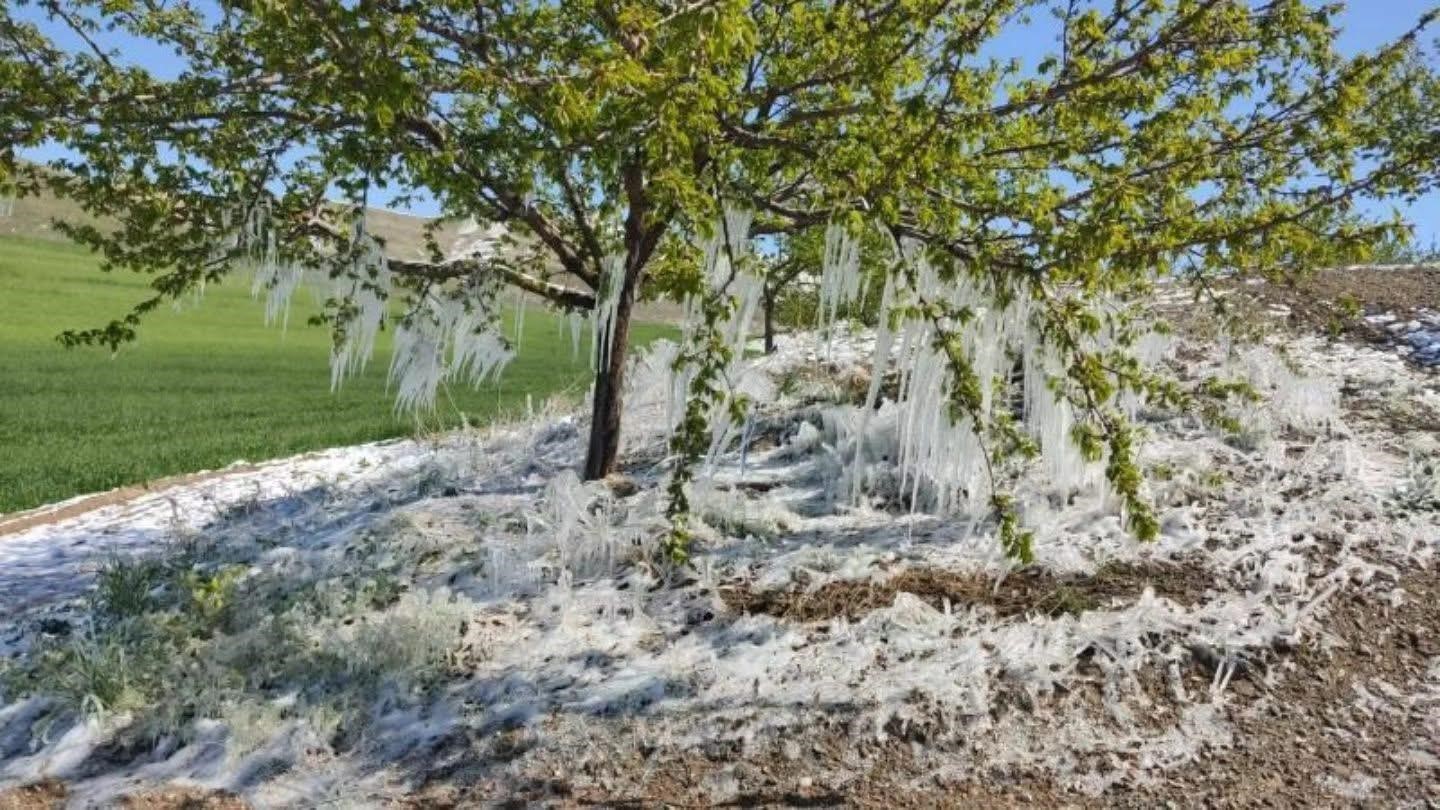 Baskil’de kayısı ağaçlarında sarkıt oluştu