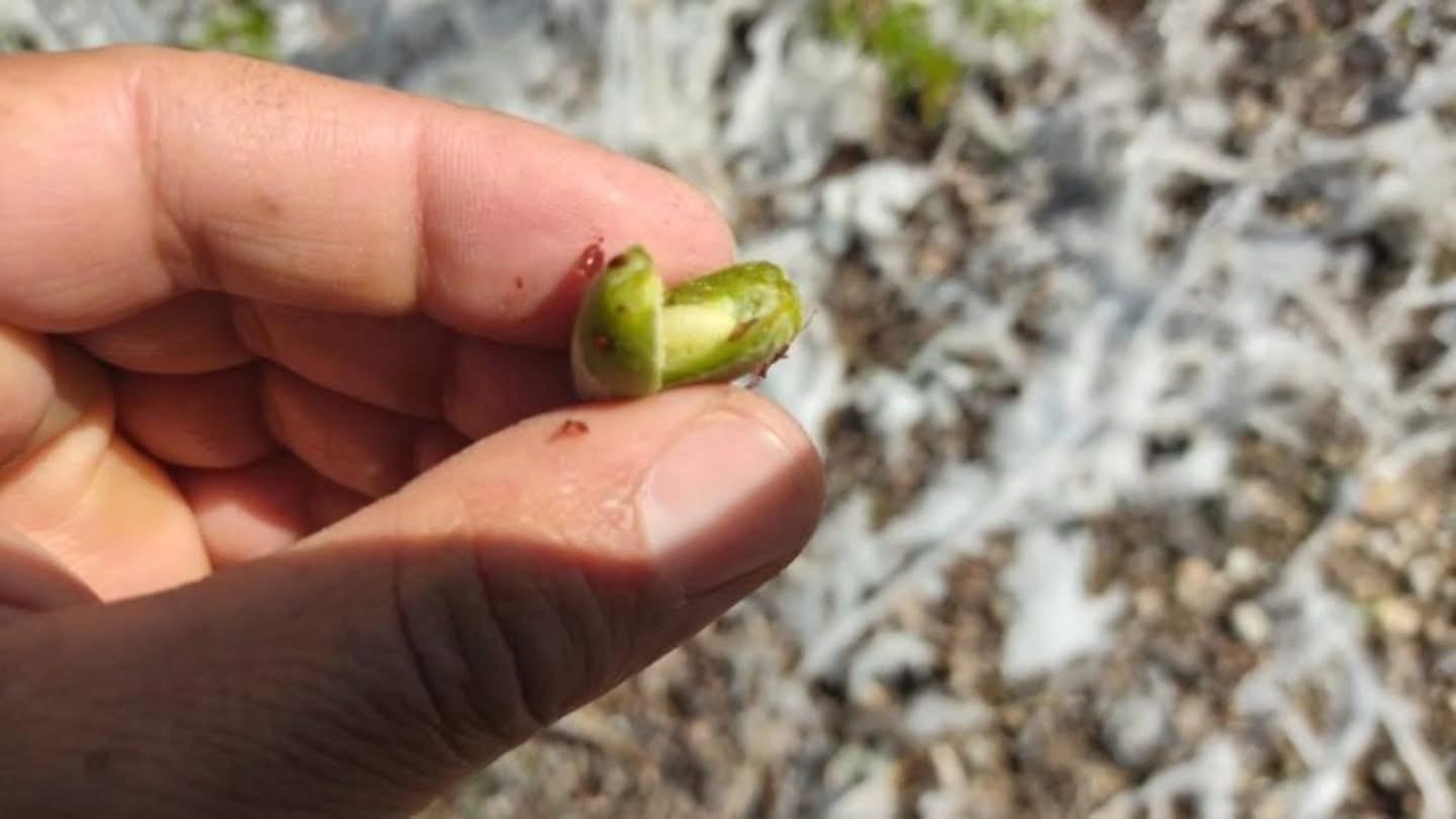 Baskil’de kayısı ağaçlarında sarkıt oluştu