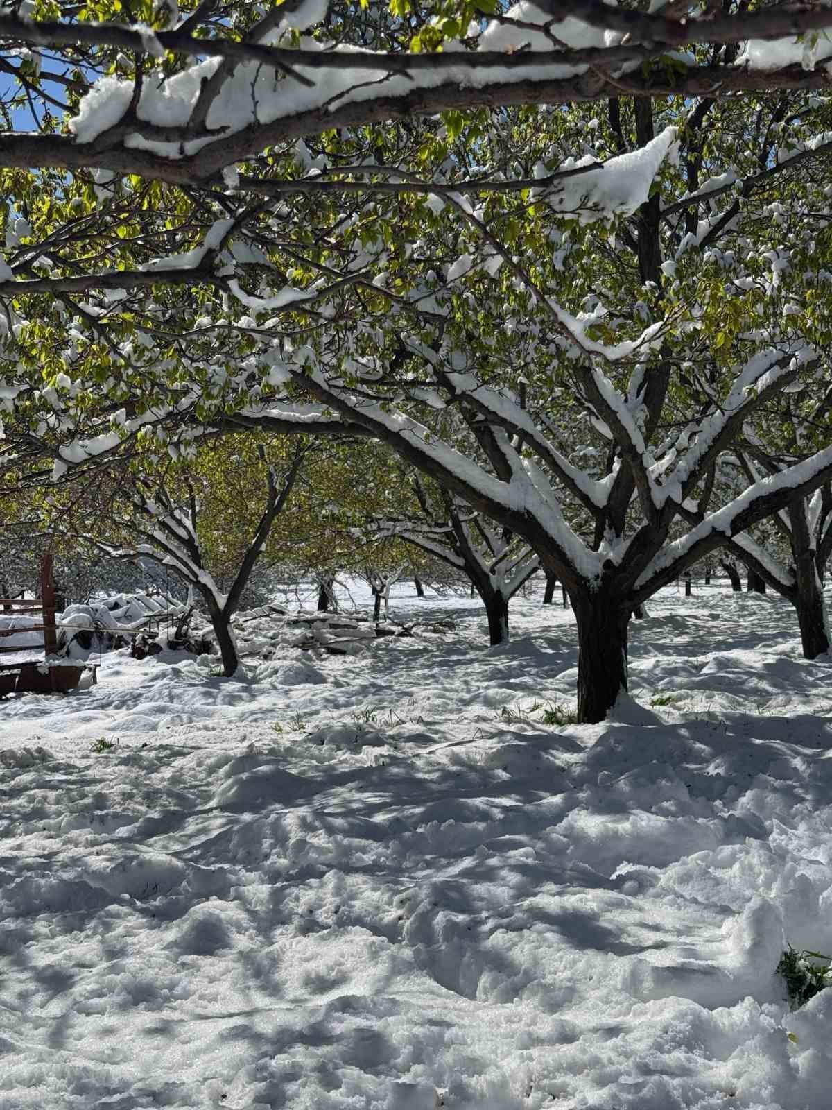 Malatya’da kayısı da don felaketi