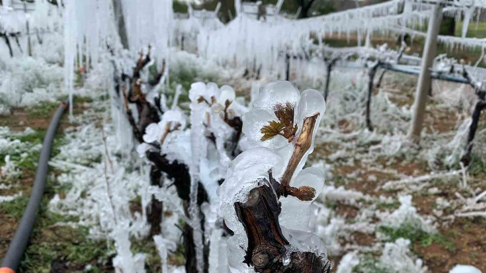 Zirai don tehlikesine karşı ilginç yöntem: Üzüm bağlarını buzla korudu