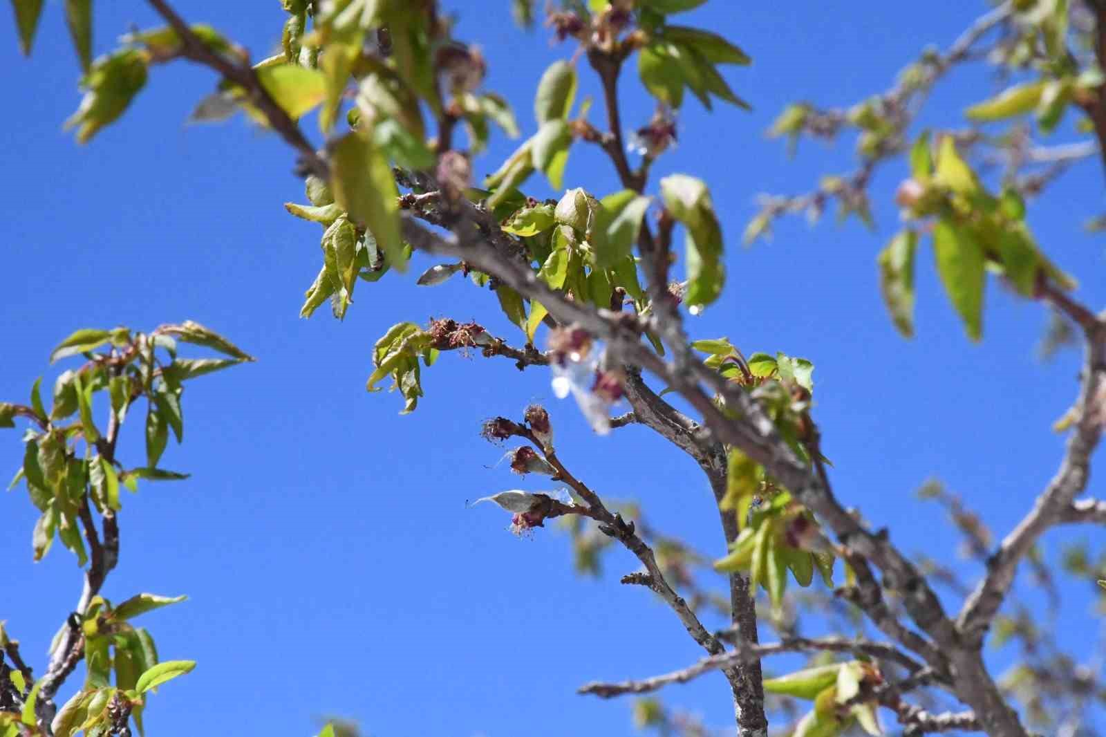Malatya’da zirai don felaketi