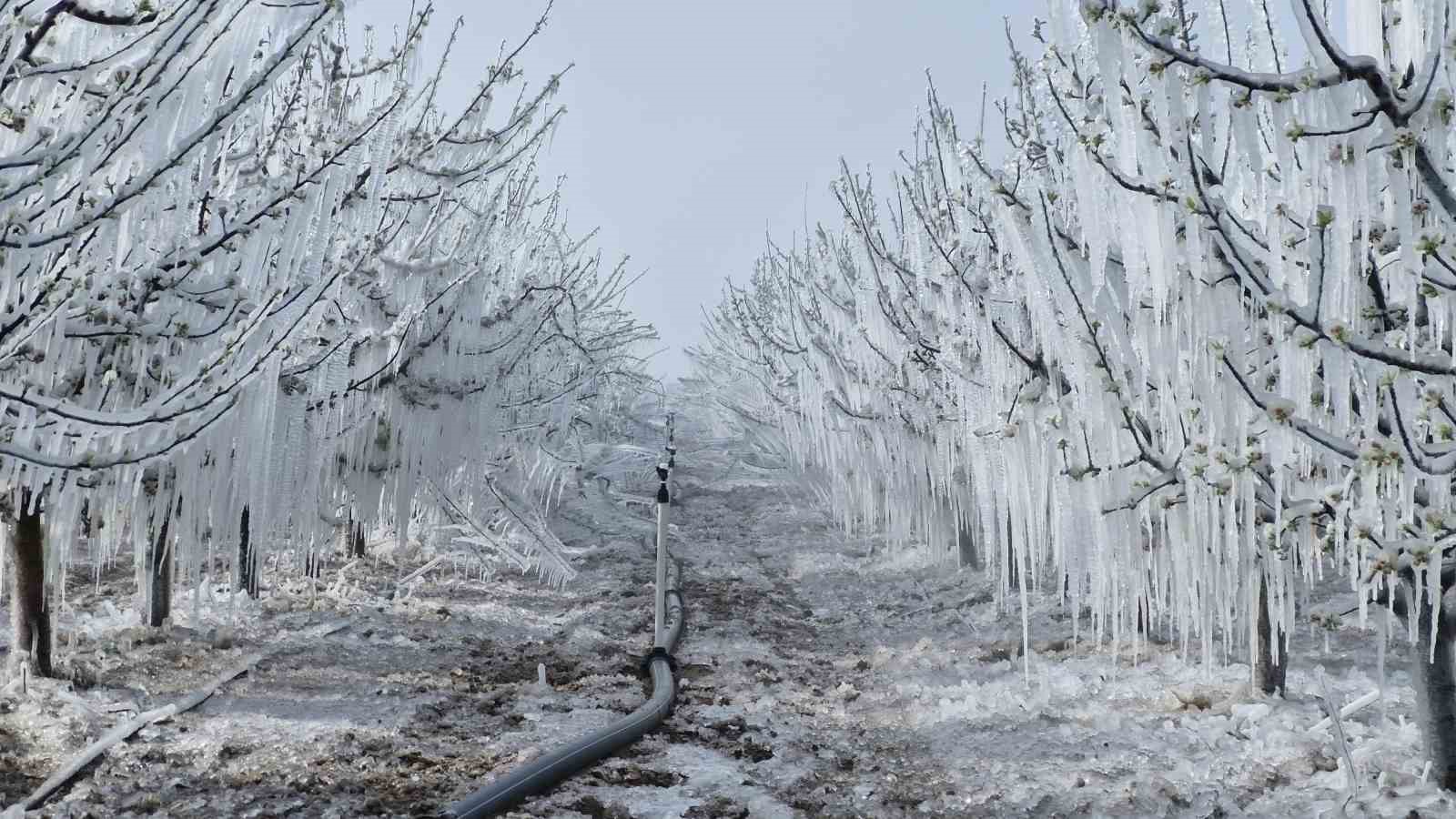 Karaman’da 16 milyon elma ağacını don vurdu