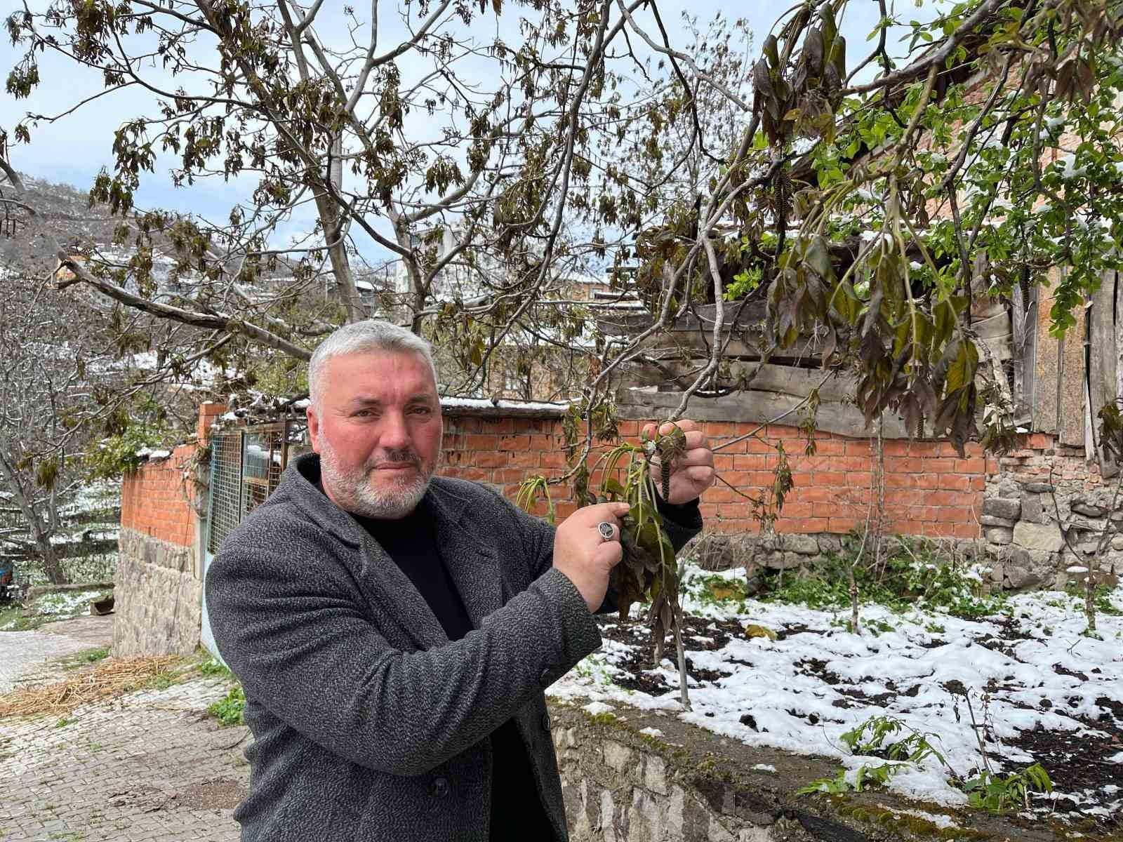 Türkiye’nin önemli ceviz üretim merkezini zirai don vurdu