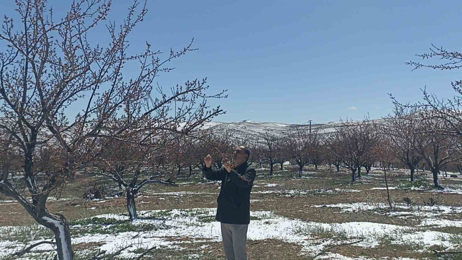 Don kayısıyı vurdu