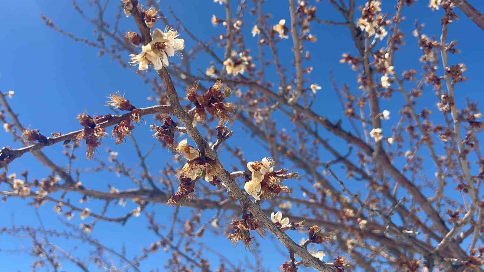 Don kayısıyı vurdu
