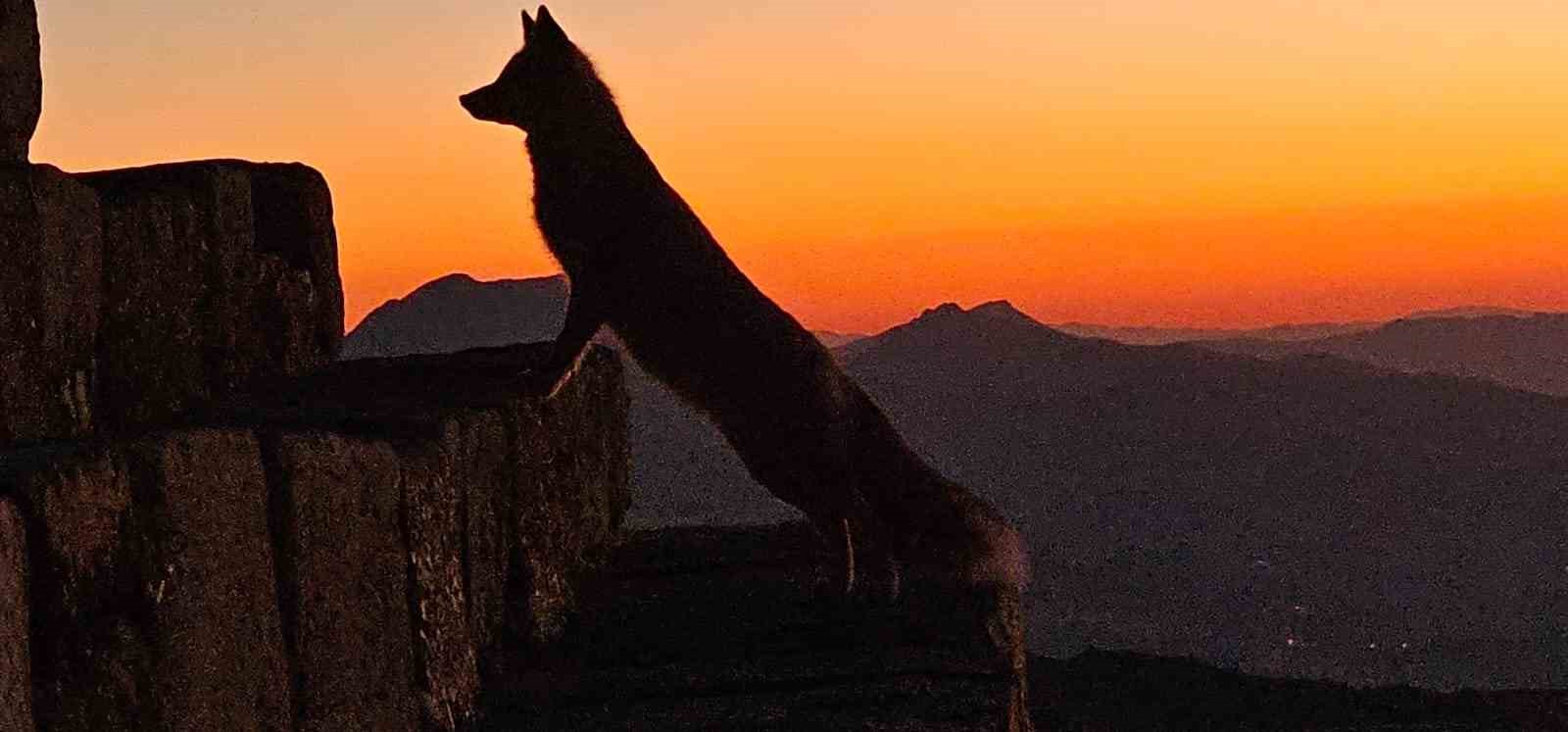 Nemrut’taki yaban yaşamı ilgi çekmeye başladı