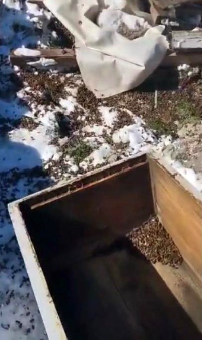 Osmaniye’de aç kalan ayılar, arı kovanlarına saldırdı