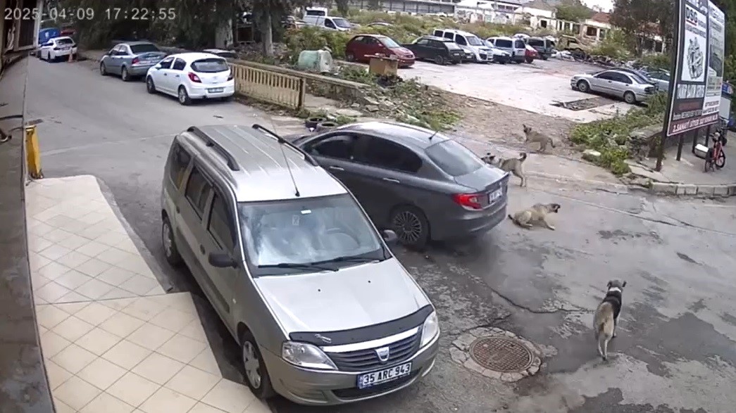 Vicdansız s&uuml;r&uuml;c&uuml; k&ouml;peği ezdi, arkasına bile bakmadı
