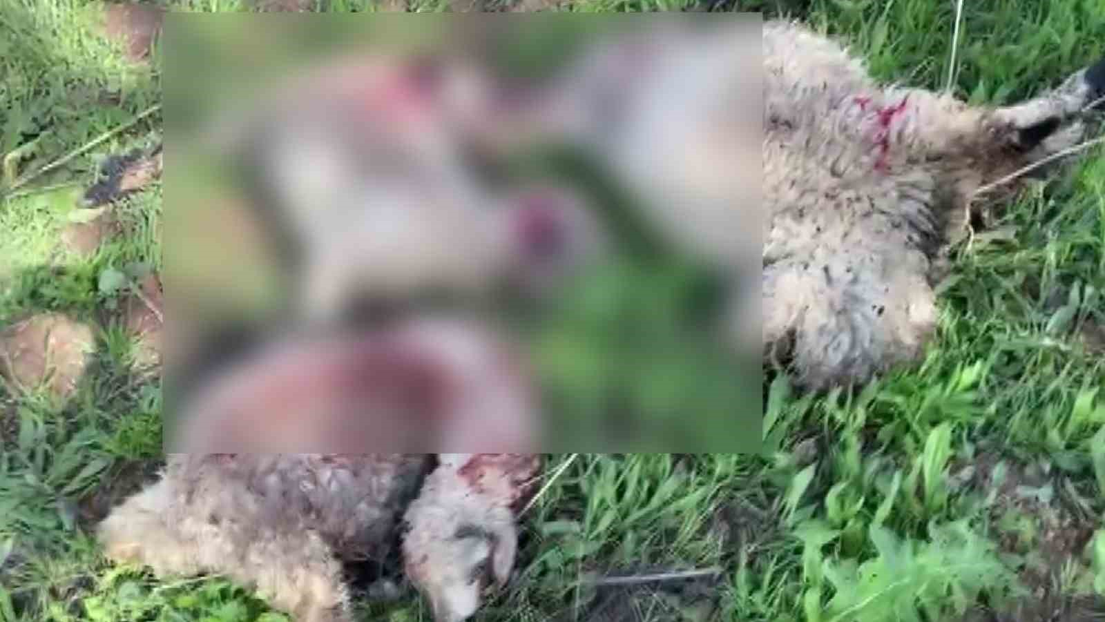 Kurtlar sürüye saldırdı: 10 küçükbaş telef oldu, 30’u ise yaralandı