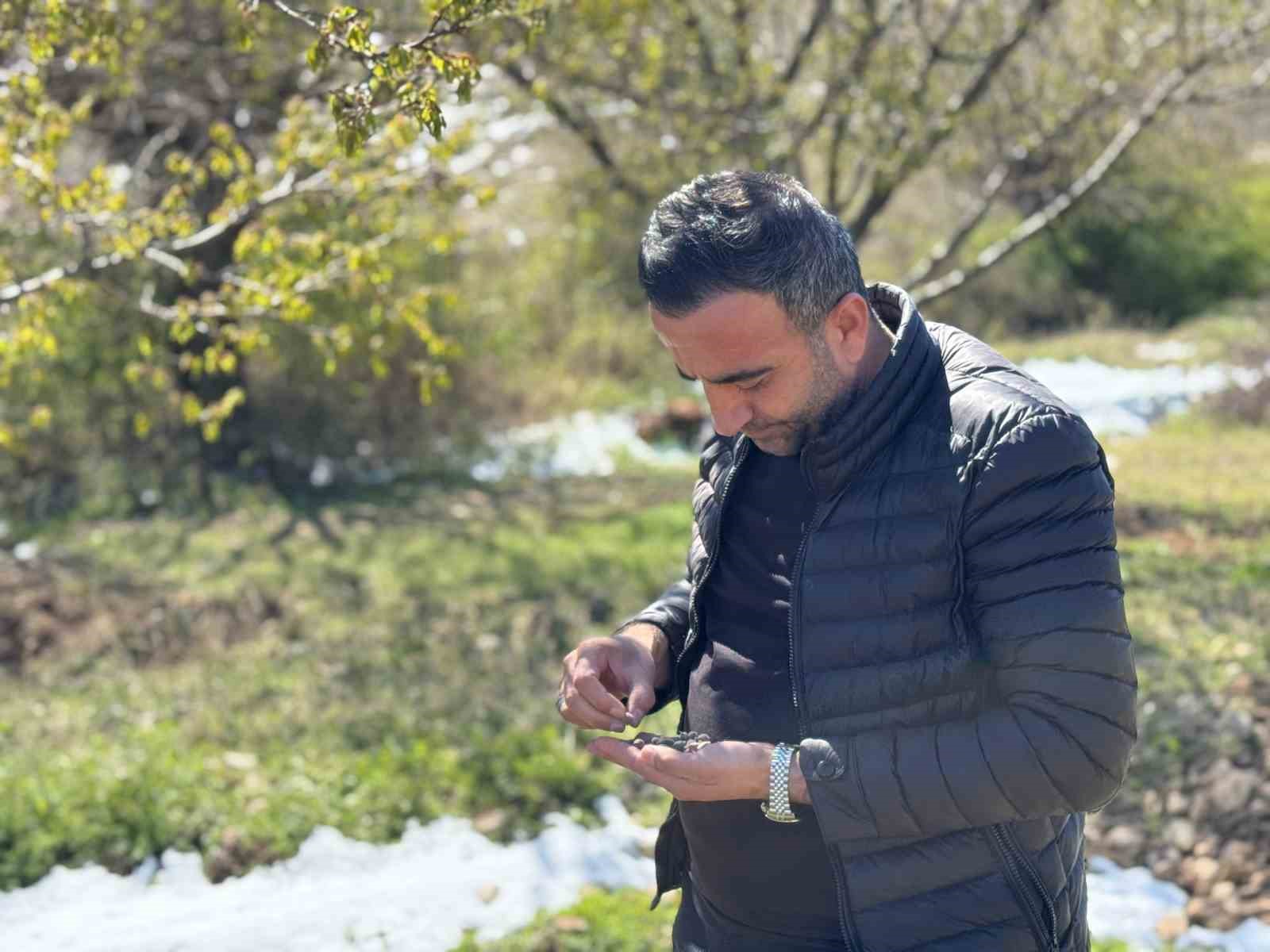 Ak&ccedil;adağ&rsquo;da zirai don kayısıyı vurdu
