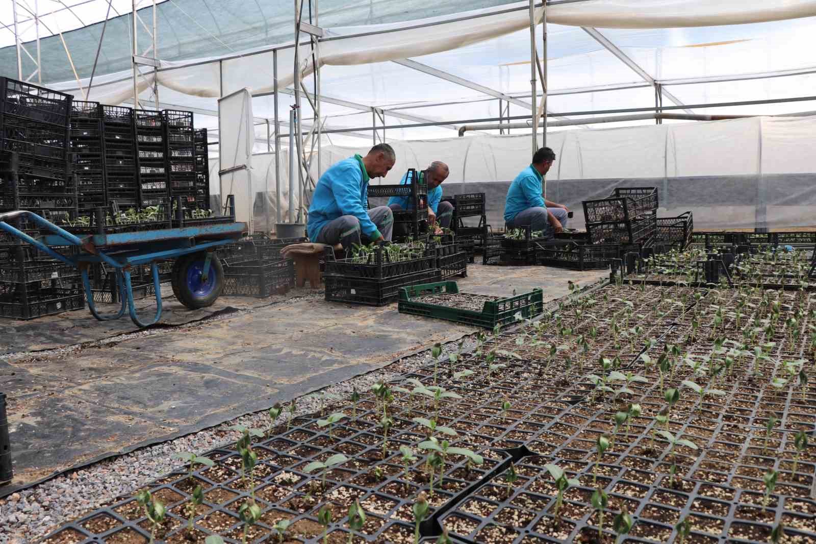 Alanya’da ücretsiz su kabağı fidesi dağıtılacak